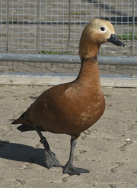 破点